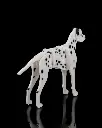 Dalmatian_Kit_Card2_86925e301c.webp
