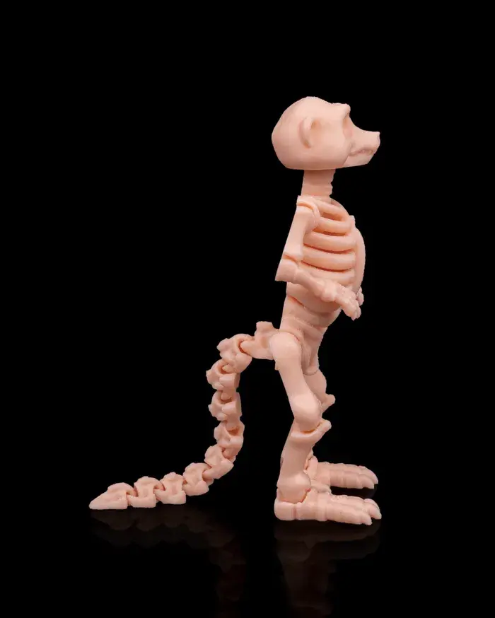 Skeleton_Meerkat_3_a007538971.webp