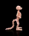 Skeleton_Meerkat_3_a007538971.webp