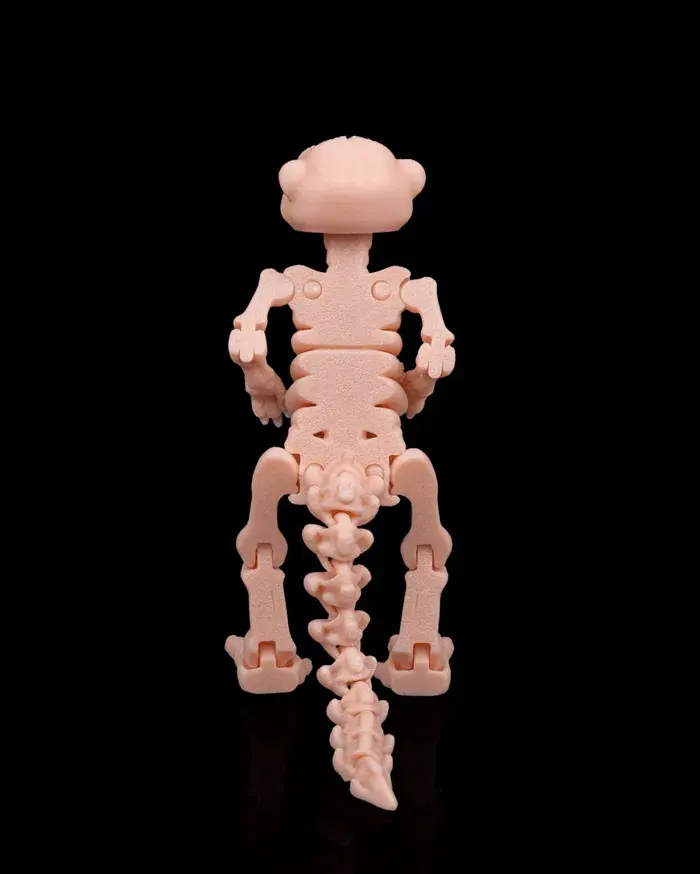 Skeleton_Meerkat_5_79da4f5092.webp