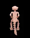 Skeleton_Meerkat_5_79da4f5092.webp