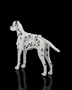 Dalmatian_Kit_Card3_9e2c544513.webp