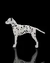 Dalmatian_Kit_Card4_ce551bcce9.webp