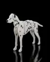 Dalmata (KitCard)