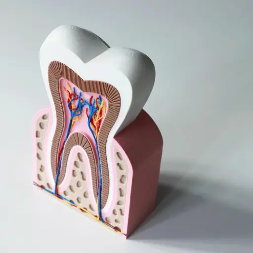 Anatomia do Dente